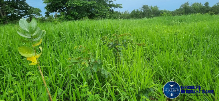 Imagem Fazenda à Venda, 30 m² em Setor Central - Crixás Imagem Fazenda à Venda, 30 m² em Setor Central - Crixás