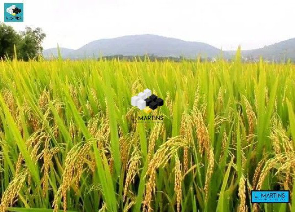 Imóvel à Venda, 10.000.000 m² em Drews - Cachoeira Do Sul