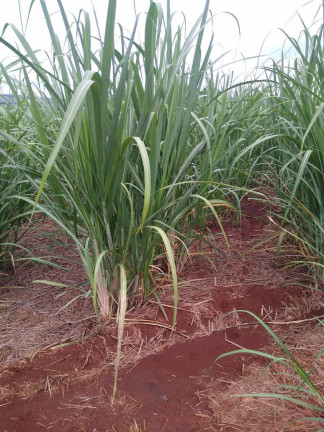 Fazenda à Venda, 2 m² em Vila Tazitsu - Presidente Prudente
