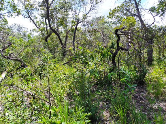 Imagem Imóvel à Venda,  em Mirador/ma - Mirador