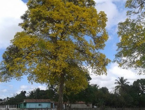 Terreno à Venda, 1.177 m² em Sertaozinho Canguaretama - Canguaretama