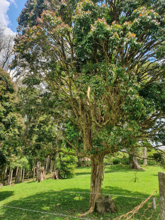 Imagem Imóvel com 4 Quartos à Venda, 38.704 m² em Chimboveiro - Mandirituba