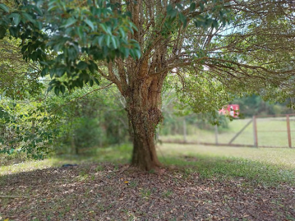Imagem Chácara com 5 Quartos à Venda, 180 m² em Pinheiral - Santa Cruz Do Sul