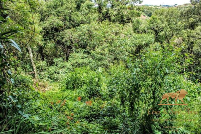 Imagem Terreno à Venda, 1.180 m² em Capivari - Campos Do Jordão Imagem Terreno à Venda, 1.180 m² em Capivari - Campos Do Jordão