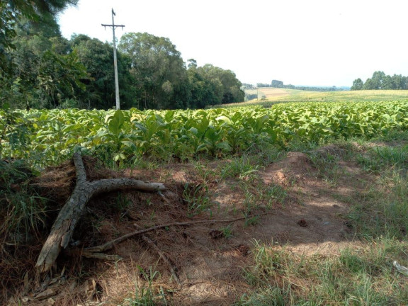 Imagem Chácara com 3 Quartos à Venda, 130.000 m² em Cantagalo - Antônio Olinto