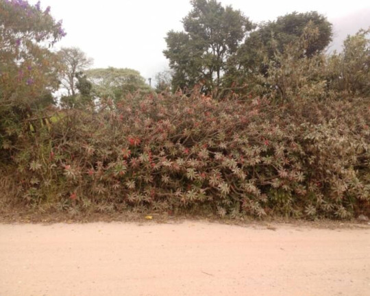 Imagem Chácara à Venda, 1.032 m² em Champirra - Jundiaí