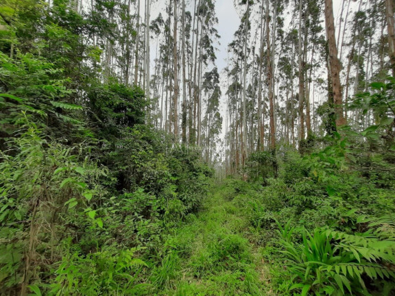 Imagem Fazenda à Venda, 127.997 m² em Pacotuba - Almirante Tamandaré Imagem Fazenda à Venda, 127.997 m² em Pacotuba - Almirante Tamandaré