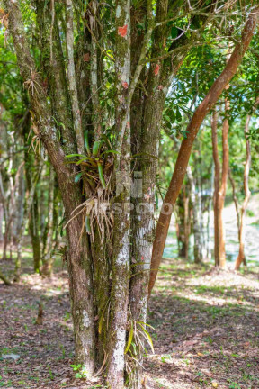 Imagem Terreno à Venda, em Rio Do Meio - Camboriu Imagem Terreno à Venda, em Rio Do Meio - Camboriu