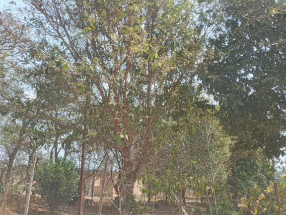Imagem Chácara à Venda, 1.999 m² em Condomínio Tiradentes - Brumadinho Imagem Chácara à Venda, 1.999 m² em Condomínio Tiradentes - Brumadinho