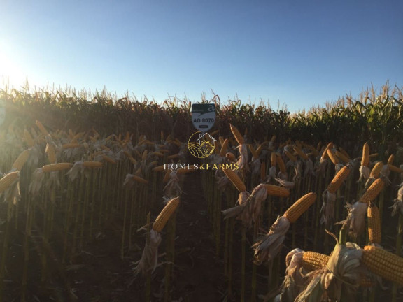 Imagem Imóvel com 3 Quartos à Venda, 47.000 m² em Zona Rural - Conceição Do Araguaia Imagem Imóvel com 3 Quartos à Venda, 47.000 m² em Zona Rural - Conceição Do Araguaia