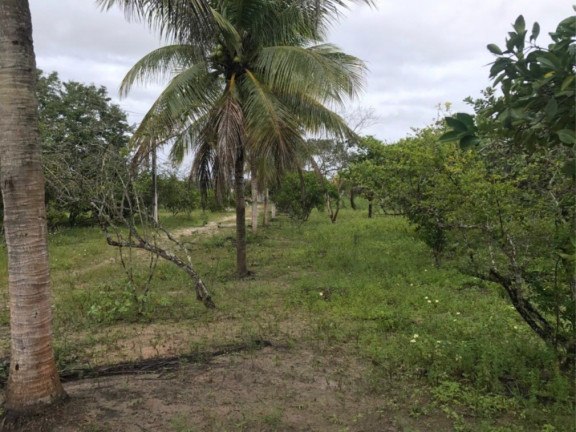Imagem Fazenda à Venda, 29.077 m² em área Rural De Alagoinhas - Alagoinhas Imagem Fazenda à Venda, 29.077 m² em área Rural De Alagoinhas - Alagoinhas