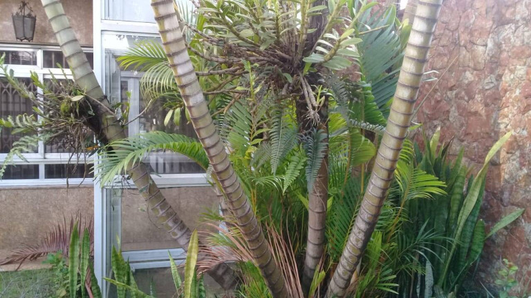 Imagem Sobrado com 5 Quartos para Alugar, 300 m² em Jardim Anália Franco - São Paulo