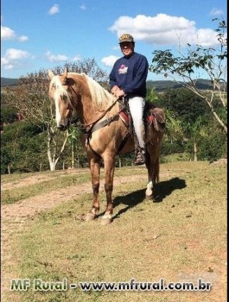Imagem Fazenda à Venda, 28.000 m² em Joaquim Egídio - Campinas Imagem Fazenda à Venda, 28.000 m² em Joaquim Egídio - Campinas