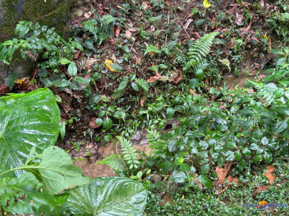 Imagem Imóvel com 8 Quartos à Venda, 900 m² em Serrinha - Teresópolis Imagem Imóvel com 8 Quartos à Venda, 900 m² em Serrinha - Teresópolis