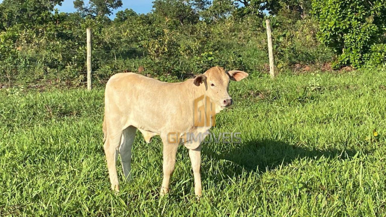 Imagem Fazenda à Venda, 4.017.000 m² em Assentamento  - Ribeirão Cascalheira