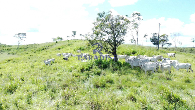 Imagem Fazenda à Venda, 9.750.000 m² em Zona Rural - Itanagra