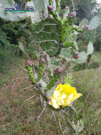 Imagem Chácara à Venda, em Viamão Imagem Chácara à Venda, em Viamão
