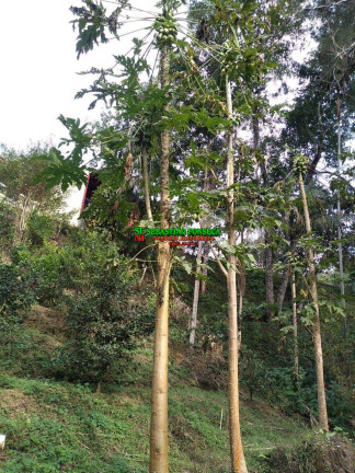 Imagem Chácara com 2 Quartos à Venda, 1 m² em Centro - Monteiro Lobato Imagem Chácara com 2 Quartos à Venda, 1 m² em Centro - Monteiro Lobato