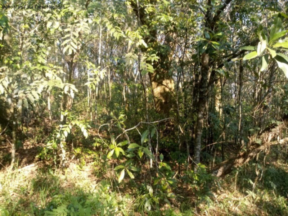 Imagem Terreno à Venda, 20 m² em Linha Temerária - Nova Petrópolis Imagem Terreno à Venda, 20 m² em Linha Temerária - Nova Petrópolis