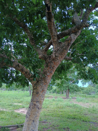 Imagem Fazenda à Venda, 500 m² em Zona Rural - Paranã Imagem Fazenda à Venda, 500 m² em Zona Rural - Paranã