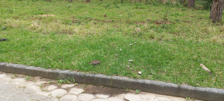 Imagem Terreno à Venda, 265 m² em Ambrósio - Garopaba