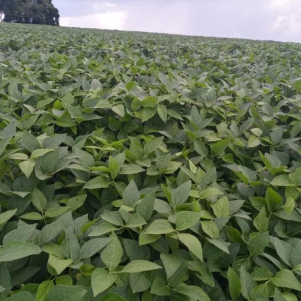Imagem Chácara à Venda, 24 m² em Rural - Itatinga Imagem Chácara à Venda, 24 m² em Rural - Itatinga