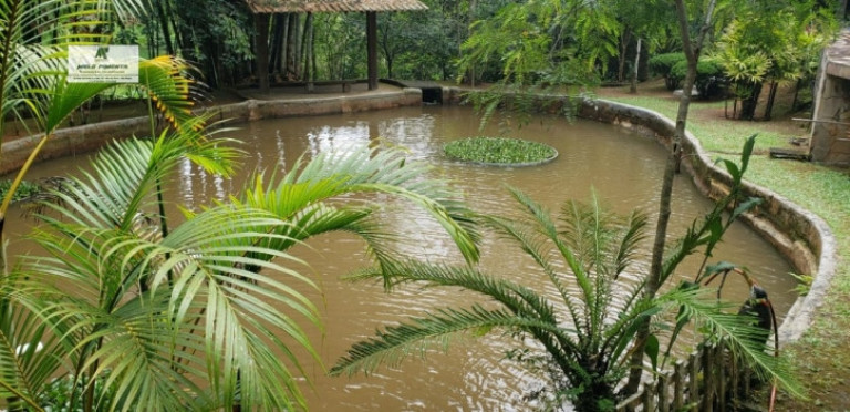 Imagem Chácara com 3 Quartos à Venda, 6.000 m² em Sorocamirim - São Roque