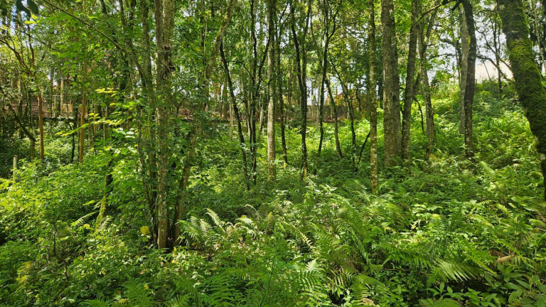 Imagem Terreno à Venda, em São Miguel - Almirante Tamandare Imagem Terreno à Venda, em São Miguel - Almirante Tamandare
