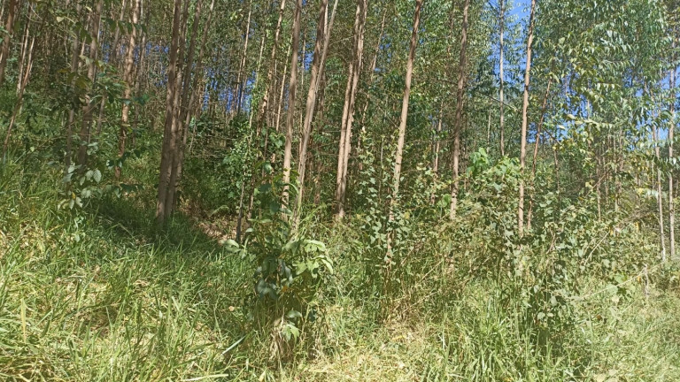 Imagem Chácara com 1 Quarto à Venda, 200 m² em Mirandão - Paraibuna Imagem Chácara com 1 Quarto à Venda, 200 m² em Mirandão - Paraibuna