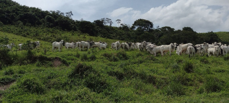 Fazenda à Venda, 150 m² em Parque Das Alamedas - Guaratinguetá