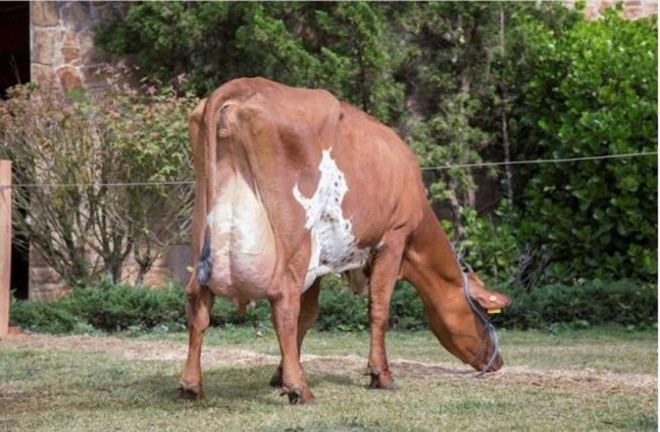 Imagem Fazenda à Venda, 500 m² em Centro - Lagoinha Imagem Fazenda à Venda, 500 m² em Centro - Lagoinha
