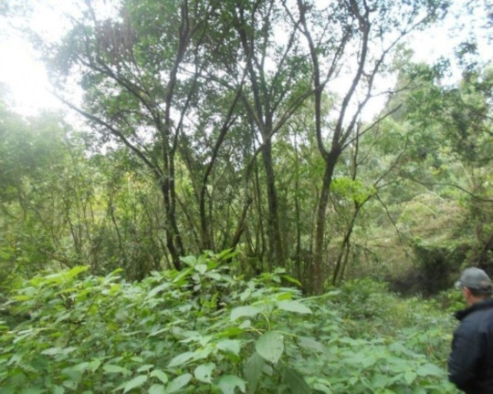 Imagem Terreno à Venda, 190.000 m² em Linha Olinda - Nova Petrópolis Imagem Terreno à Venda, 190.000 m² em Linha Olinda - Nova Petrópolis