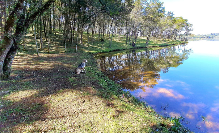 Imagem Imóvel à Venda, 20.000 m² em Botiatuva - Campo Largo Imagem Imóvel à Venda, 20.000 m² em Botiatuva - Campo Largo