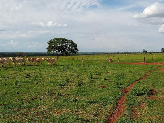 Imagem Fazenda à Venda, 2.027 m² em Rural - Campo Grande Imagem Fazenda à Venda, 2.027 m² em Rural - Campo Grande