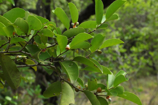 Imagem Terreno à Venda, 19 m² em Barra Do Cunhaú - Canguaretama