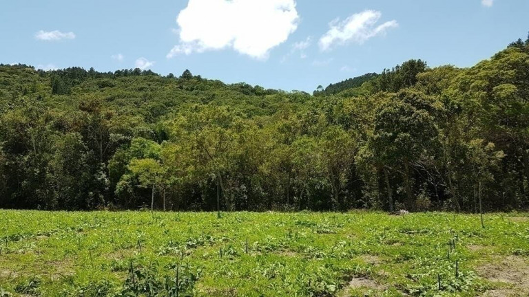 Imagem Fazenda à Venda, 80 m² em São João Do Rio Vermelho - Florianópolis Imagem Fazenda à Venda, 80 m² em São João Do Rio Vermelho - Florianópolis