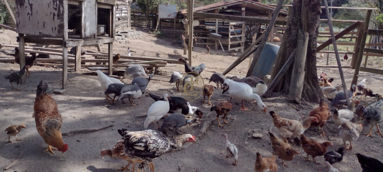 Imagem Chácara com 2 Quartos à Venda, em Pico Agudo - São Luíz Do Paraitinga Imagem Chácara com 2 Quartos à Venda, em Pico Agudo - São Luíz Do Paraitinga