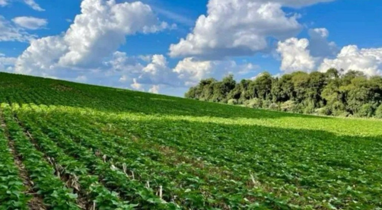 Imagem Fazenda à Venda,  em Barigui - Araucaria