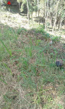 Terreno à Venda, 1.300 m² em Vila Capivari - Campos Do Jordão