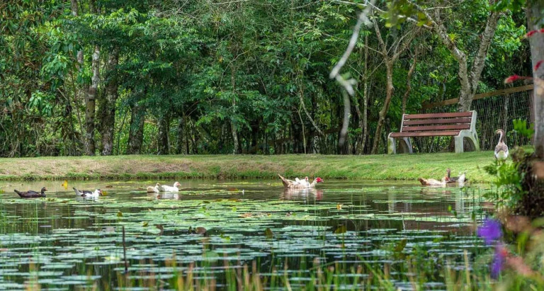 Imagem Terreno à Venda, 1.197 m² em Rio Do Meio - Camboriú Imagem Terreno à Venda, 1.197 m² em Rio Do Meio - Camboriú