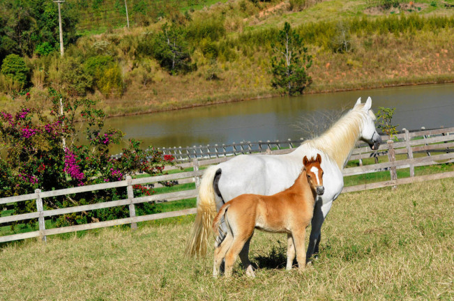 Imagem Terreno à Venda, 6 m² em Centro - Pilar Do Sul