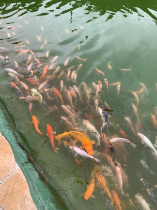 Imagem Chácara à Venda, 20 m² em Itapetinga - Atibaia