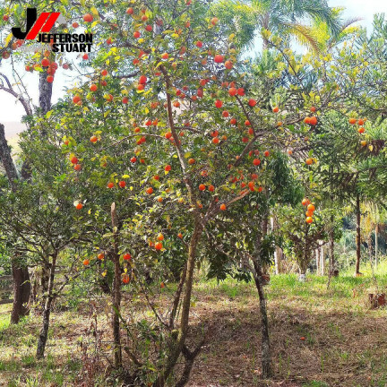 Imagem Chácara com 2 Quartos à Venda, 16 m² em área Rural De Guaratinguetá - Guaratinguetá