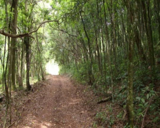 Imagem Terreno à Venda, 6 m² em Fazenda Pirajá - Nova Petrópolis Imagem Terreno à Venda, 6 m² em Fazenda Pirajá - Nova Petrópolis