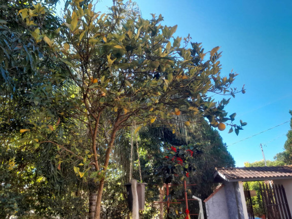 Imagem Chácara com 4 Quartos à Venda, 4.060 m² em Caneleiras - Ouro Fino
