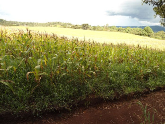 Imagem Imóvel com 5 Quartos à Venda, 420.000 m² em Nona Rural