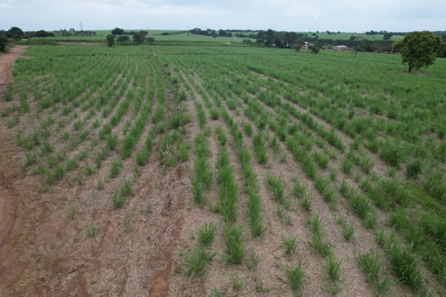 Imagem Chácara à Venda, 3 m² em Zona Rural - Batatais Imagem Chácara à Venda, 3 m² em Zona Rural - Batatais