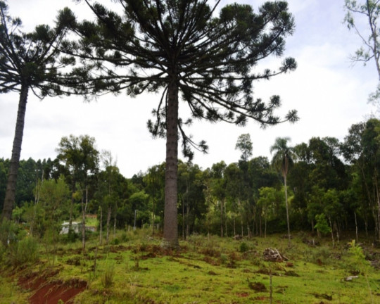 Imagem Imóvel à Venda,  em Linha Imperial - Nova Petrópolis