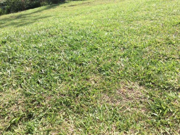 Imagem Terreno à Venda, 500 m² em Chácara São João - Carapicuíba Imagem Terreno à Venda, 500 m² em Chácara São João - Carapicuíba