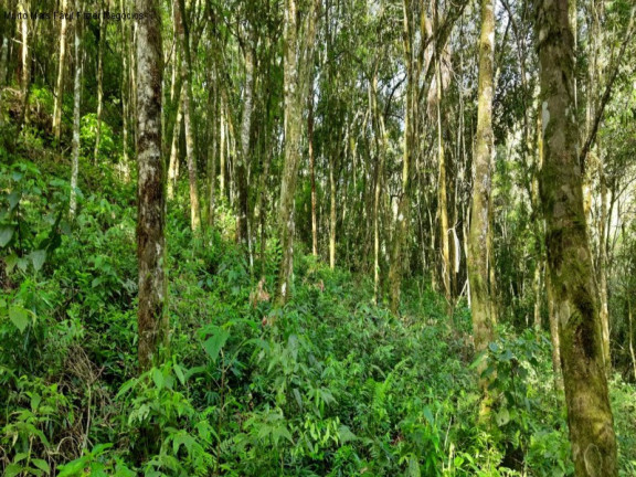 Imagem Terreno à Venda, 3 m² em São Jacó - Nova Petrópolis